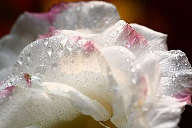 《使命召唤》旧作现身Xbox云游戏 或即将登陆XGP